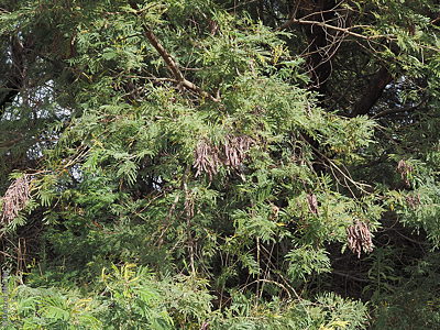 Acacia mearnsii plant fruit Denzel Murfet Nangwarry East